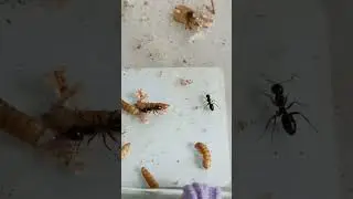 single ant worker try to fight with mealworm (Camponotus fallax) #ants #feeding #campo #camponotus