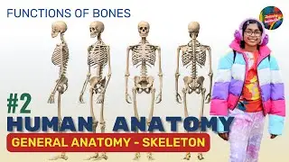 Ep2 - Divisions of the Skeletal System and Functions of Bones, Human Anatomy
