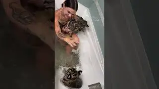 Bath time for these little tiger cubs🫧🐯🤍#animals #animallover #tiger #tigercubs #riolilly