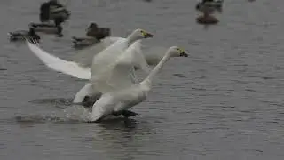 The moment a swan takes flight