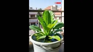 &ldquo;Grow Giant Water Lettuce at home&rdquo;#GiantWaterLettuce#FloatingPlants#PondPlants#FishTankPlants