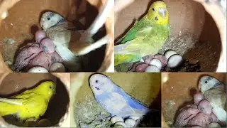 Budgies parrot breeding progress vlog