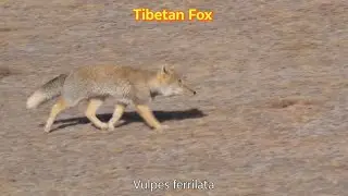 Tibetan Fox, Tibetan Sand Fox, Vulpes ferrilata