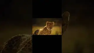 Panda E &mdash; Мы бежим с тобой как будто от Гепарда #panda #beastsong #отгепарда