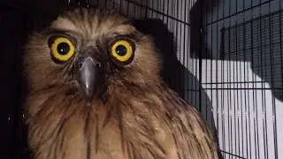 Burung Hantu Buffy Fish Owl di Malam Hari #myowen