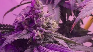 Indoor Cannabis Grow update day 36 flower Blue Mountain Kush
