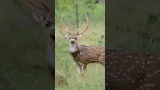 Chital Deer Alarm Bark! ‼️