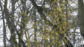 Loranthus europaeus is Quercus robur.AVI