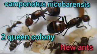 Adding our two queen Carpenter ants (Camponotus Nicobarensis)  to their new formicarium