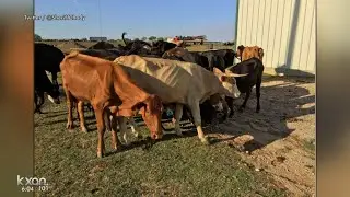 Williamson County reaches agreement with a Liberty Hill man charged with cruelty to livestock