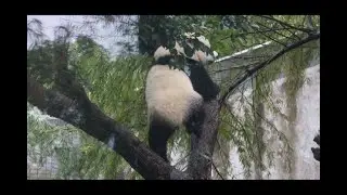 20211023 阿勃勒樹兩茄苳 圓寶雨中展爬功(早餐上) Giant Panda Yuan Yuan & Yuan Bao