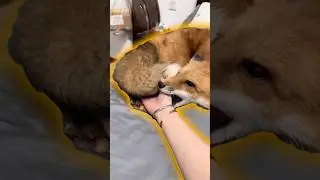 Очаровательный способ, которым рыжие лисы проявляют свою привязанность #животные #мило #шорты