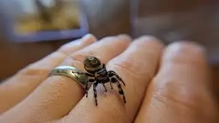 Jumping Spider Attack!