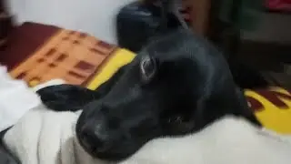 Puppies  dogs Bathing time ❤️🐕Cold Climate 🌸Live