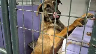 GaDaH - Kennel crew showing how gently they take treats - January 8, 2026