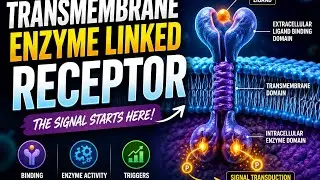 TRANSMEMBRANE ENZYME LINKED RECEPTOR. L3