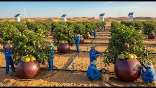 Inside Desert Mangosteen Farming. From Water Discovery to High-Tech Harvesting & Supermarket Shelves