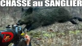 Battues aux sangliers : 3 jours de chasse avec Dindin