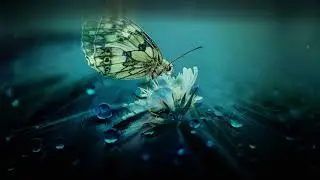 LIKE A BUTTERFLY (free hip-hop beat, future bass, dreamy, emotional, soft, mysterious, punchy)