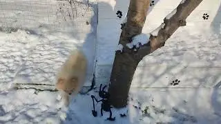 Морозная,белая прогулка 😬🐾 Продажа щеночков доставка по миру+79788972514