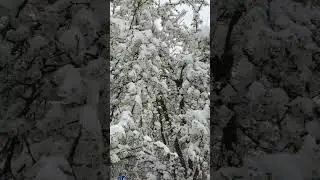 Fantastic April Weather 🌨Blooming Trees Under The Snow ❄️ #shorts