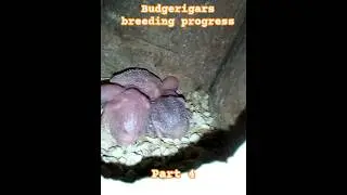 Budgerigars breeding progress part 4