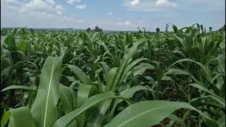 SuperGro On Maize-Lion Kings Testmonies