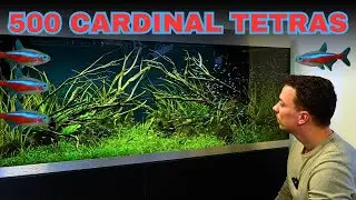 Эпичный аквариум длиной 1,5 метра для 500 кардинальских тетр! Урок по акваскейпингу.