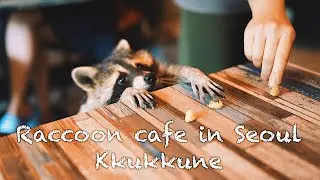 Raccoon cafe in Seoul. Summer 2022.