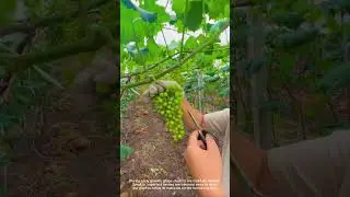 Thinning Grape Clusters for Better Quality and Size