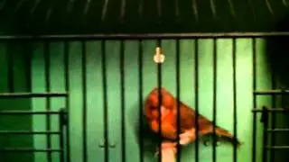 Cinnamon Stafford Canary