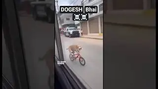 DOGESH bhai on top #dog #dogeshbhai #shorts