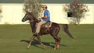 Young TWH Stallion - Jacob Parks Horsemanship