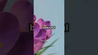 Bloom Like Flowers   D3's Daily Motivation 🌸