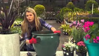 The Garden Gurus - Spring Container Combos