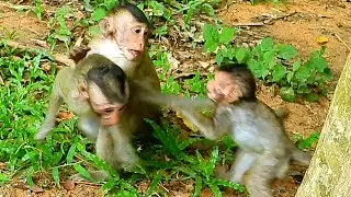 Baby Monkey Lizza, Baby Monkey Copper and another baby Monkey play very Happy, addorable baby monkey