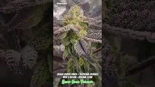 (Black Cherry Punch &times; Tropicana Cookies) - OG Clone - Week 5 Bloom, Still a popular strain in 2025