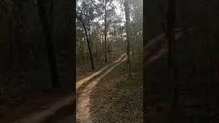 SANJAY DUBARI TIGER RESERVE. 8817904160