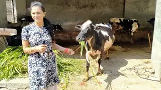 MORNING ROUTINE | BUFFALO/COW CLEANING & DRINKING WATER | PUNJAB LIFE