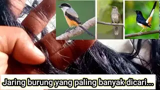 Harga Jaring burung , berikut Dengan Penjelasanya.