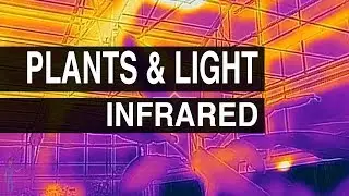 Infrared : Plants & Light #108