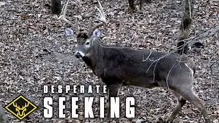 Post Rut Buck - 