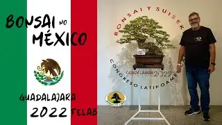 CONGRESSO LATINO-AMERICANO DE BONSAI Y SUISEKI, Guadalajara M&Eacute;XICO - FELAB 2022
