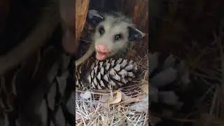 Friendly Opossum
