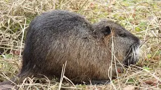 ヌートリア③ 4K / Nutria (Coypu)