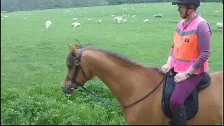 A Fun Ride at Duncombe Park Helmsley on a Spookles Faroukles 😂