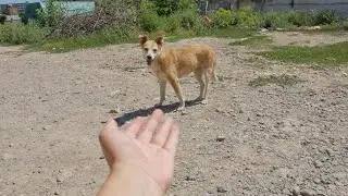 I Offered Stray Dog Friendship... Look what happened next