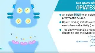 How Opiates Work