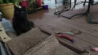 Rainy day cats #strays #tnr #ilovecats 