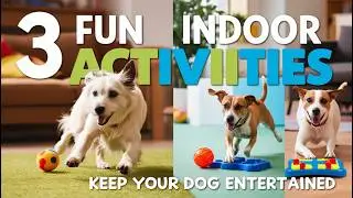 3 Fun Indoor Activities to Keep Your Dog Entertained